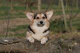 CORGI PEMBROKE 1399